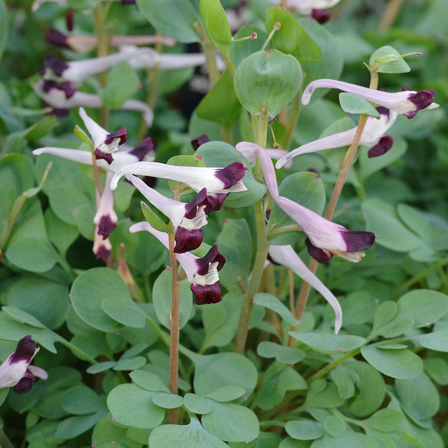 Corydalis popovii