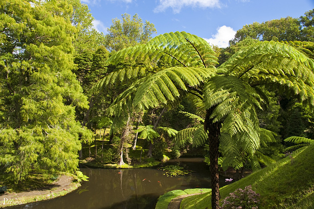 Parque Terra Nostra, São Miguel Island / Azores (Açores)