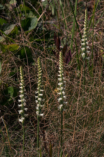 Spiranthes cernua (Nodding Ladies'-tresses orchid)