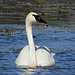 Trumpeter Swan (Cygnus buccinator)