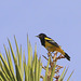 Scott's Oriole