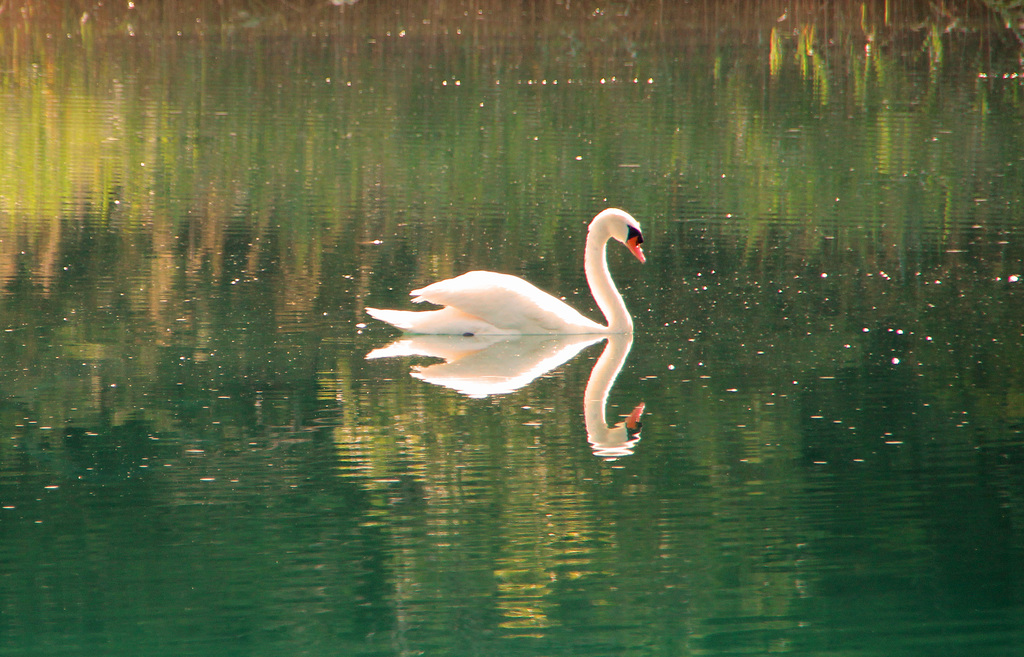 Reflected swan