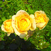 Drei gelbe Rosen - tri flavaj rozoj