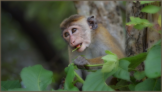 #29 little monkey - CWP - Contest Without Prize 09/2019