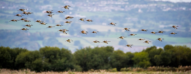 Incoming birds at Burton Mere wetlands.3jpg