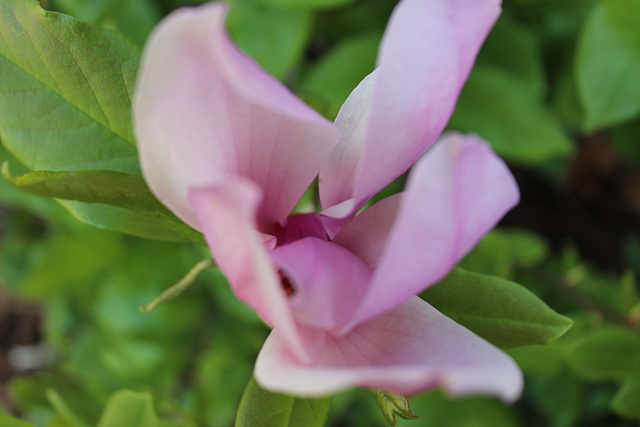 # 3)  a budding Japanese Magnolia,  illustrating New Life for the Easter Weekend...~~