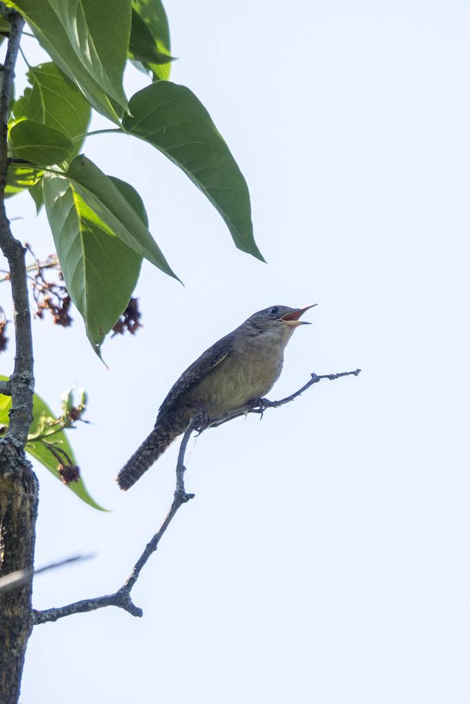 House Wren