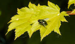 20200602 8031CPw [D~LIP] Gold-Ahorn (Acer shiras 'Aureum'), Goldfliege [Grüne Schmeißfliege] (Lucilia caesar), Bad Salzuflen