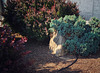 Red shrubs and dwarf juniper