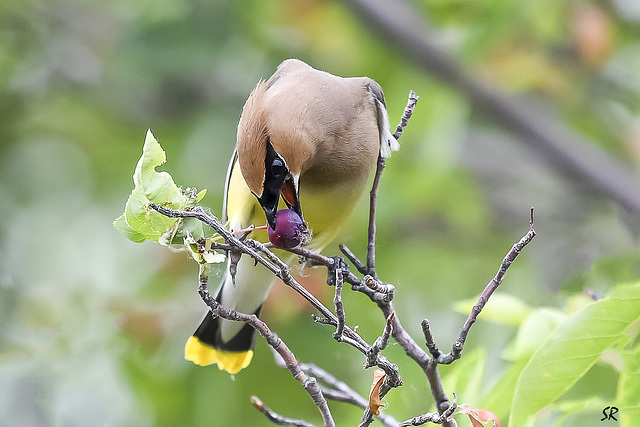 Cedar Waxwing.