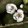 Fleurs de poirier