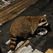 16  ROCKY CAME FOR SUPPER !