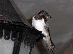 Swallow