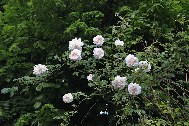 Rosier 'Alfred Carrière'