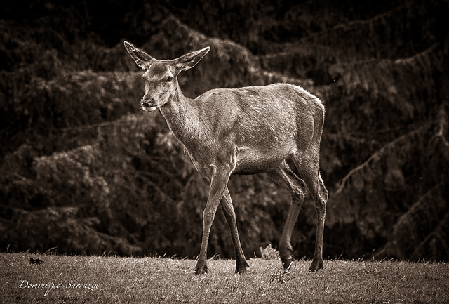 Biche - Jura