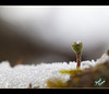 13/366: Lichen in the Snow, Adorned with Droplets