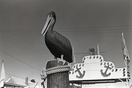 The Big Pelican