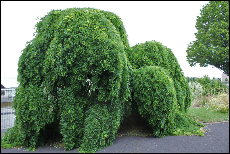 Sophora japonica 'Pendula' (2)