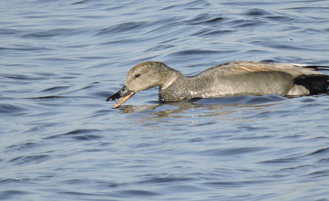 Gadwall