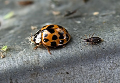 The Strange World Of Ladybirds