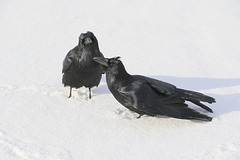 Ravens