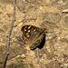 Speckled Wood Butterfly