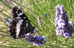 Provence butterfly