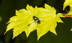 20200602 8034CPw [D~LIP] Gold-Ahorn (Acer shiras 'Aureum'), Goldfliege [Grüne Schmeißfliege] (Lucilia caesar), Bad Salzuflen