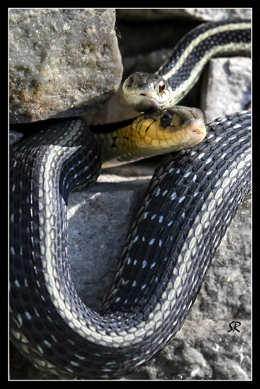 Easter and Butler Garter snakes.