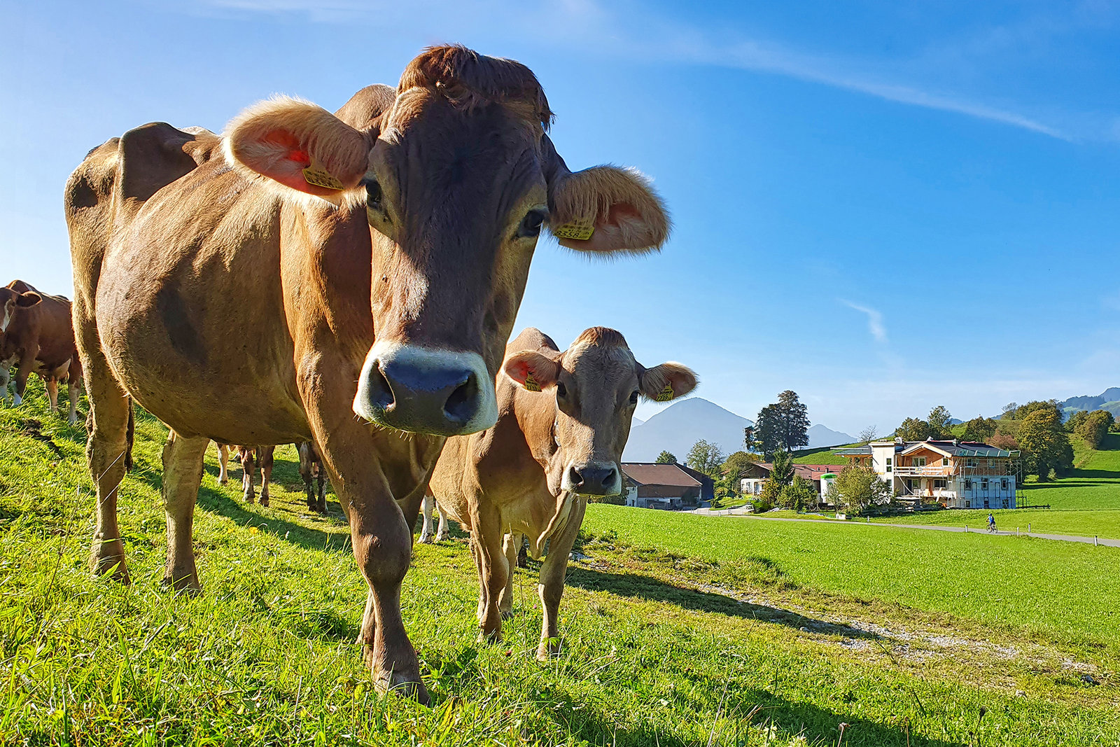 Cattle Country Tyrol (PoV 10)