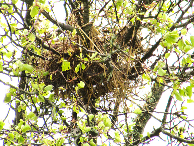 Abandoned Nest