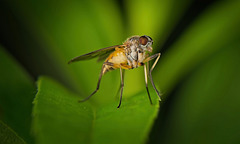 Das Weibchen von Rhagio lineola :)) The female of Rhagio lineola :)) La femelle de Rhagio lineola :))