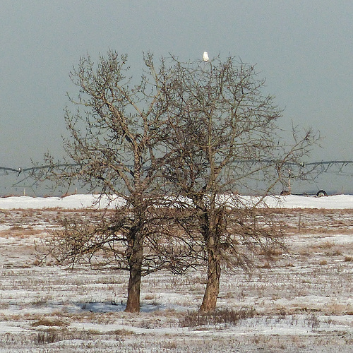 The challenge of photographing Snowy Owls