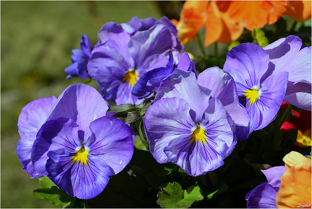 Pensées Bleues 2