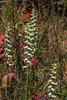 Spiranthes cernua (Nodding Ladies'-tresses orchid)