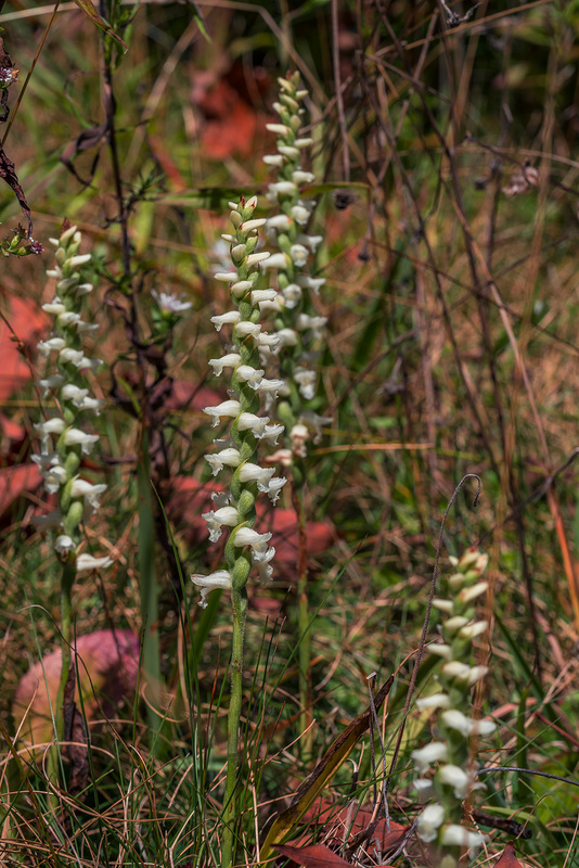 Spiranthes cernua (Nodding Ladies'-tresses orchid)