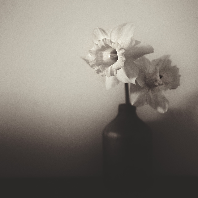 daffs 3