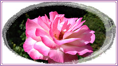 Rose au jardin avec Photoscape avec note