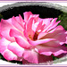 Rose au jardin avec Photoscape avec note