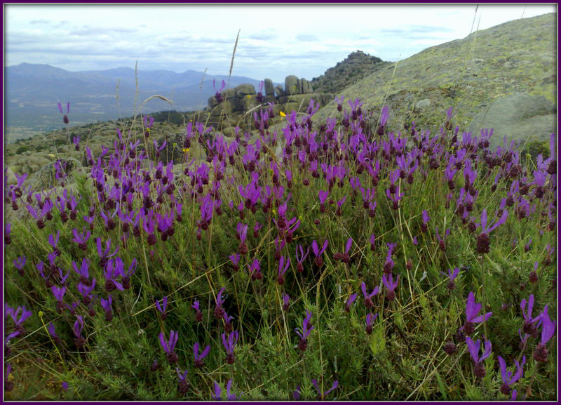 Wild lavender