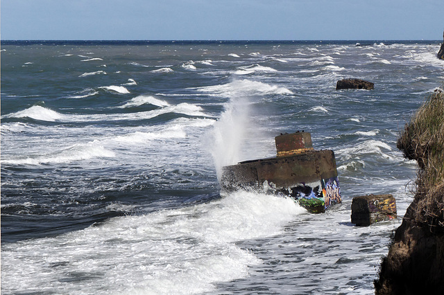 Nordseefeeling am Darss (2)