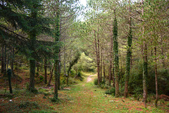 Albania, Forest Path in Llogara National Park
