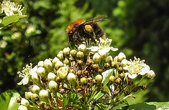 20200602 8041CPw [D~LIP] Feuerdorn, Hummel, Bad Salzuflen