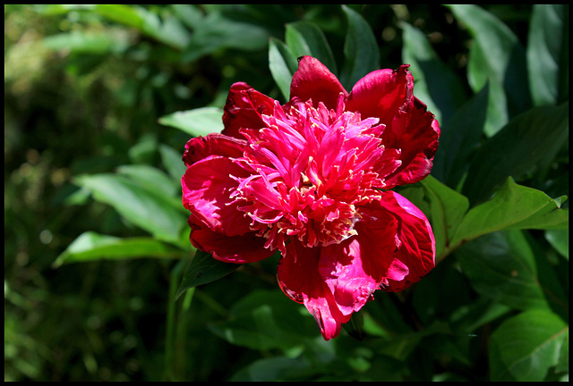 Madame Henry Fuchs (1)