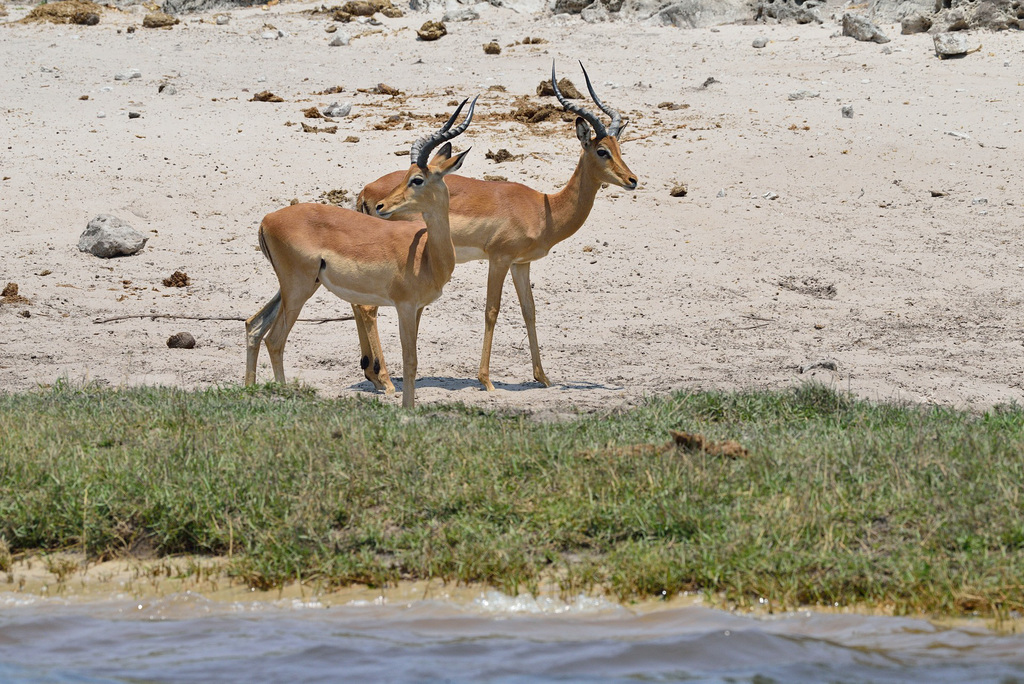 Impalas
