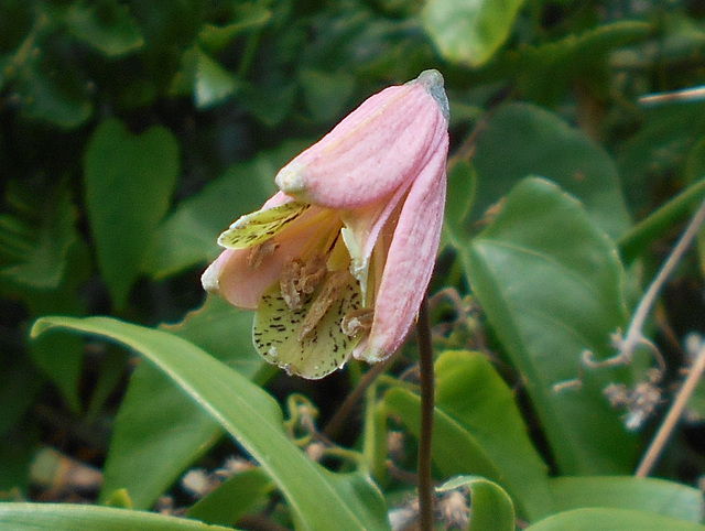 DSCN1644a - lírio-trepador ou cará-de-caboclo Bomarea edulis, Alstroemeriaceae