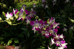 Phalaenopsis, Botanic Gardens Singapore