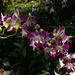 Phalaenopsis, Botanic Gardens Singapore