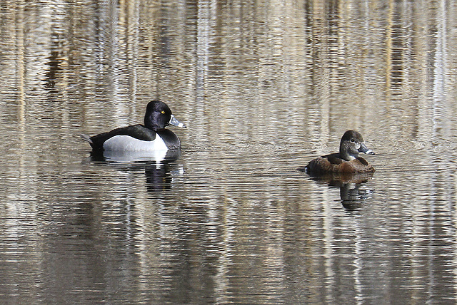 Ring-necked Ducks