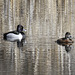 Ring-necked Ducks